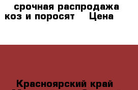  срочная распродажа коз и поросят  › Цена ­ 3 000 - Красноярский край, Манский р-н, Степной Баджей с. Животные и растения » Другие животные   . Красноярский край